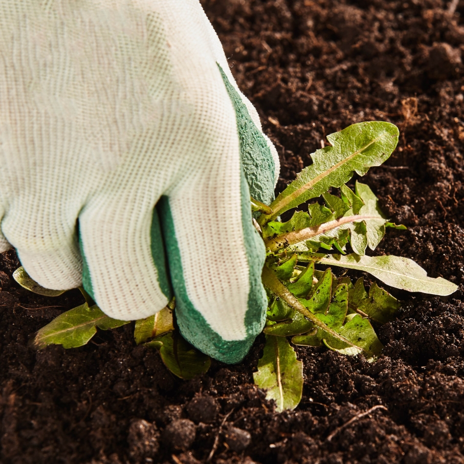 Weed Control